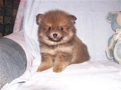 Puppies in NE